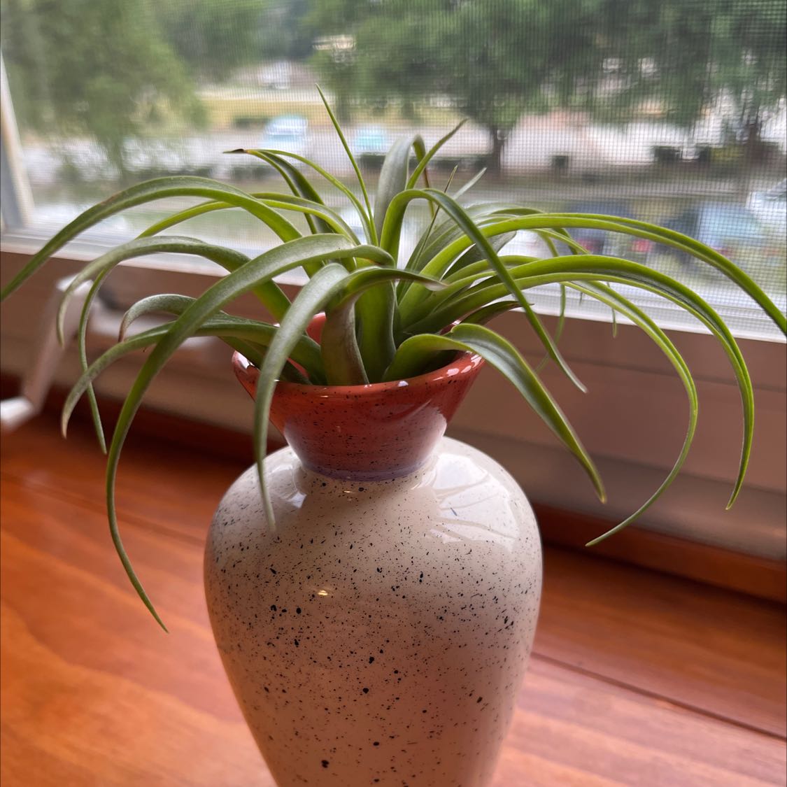 Capitata Air Plant in a decorative vase on a windowsill, appearing healthy.