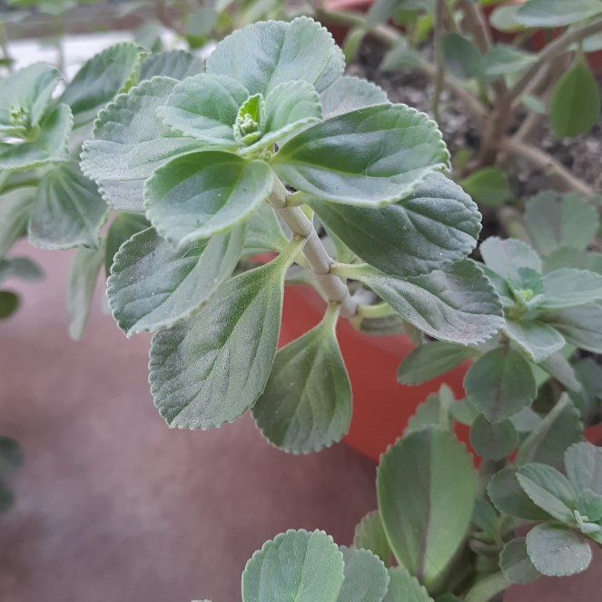 Photo of the plant species Boldo by @ArtisanSnowpeas named Winston on Greg, the plant care app