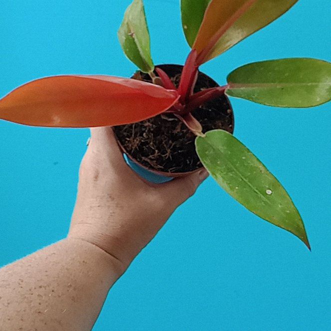 Photo of the plant species Philodendron 'Red King' by @WholeBlackhaw named Keanu Leaves on Greg, the plant care app