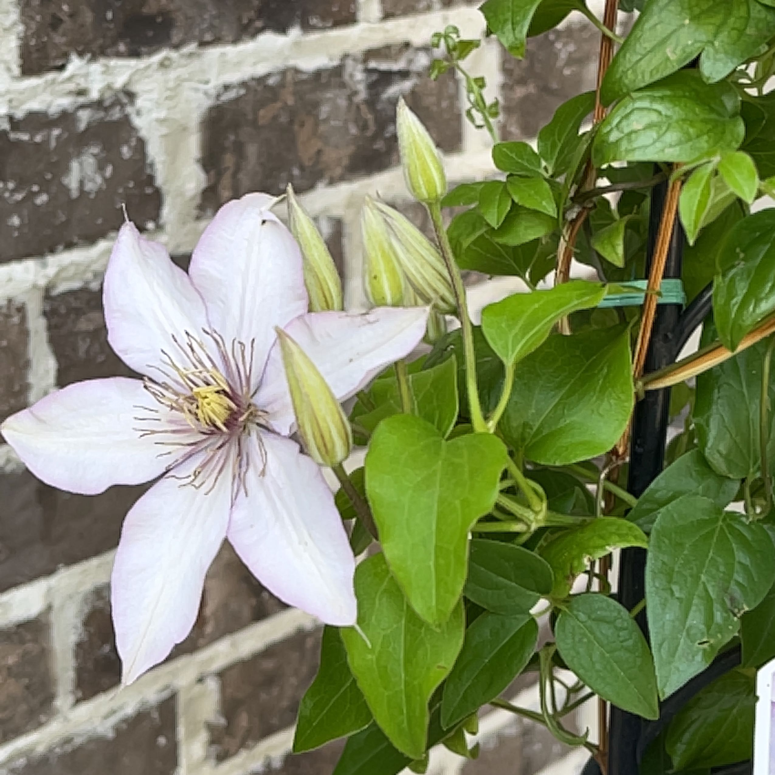 Photo of the plant species Clematis samaritan 'Jo' by @NewDragontail named Sonora on Greg, the plant care app