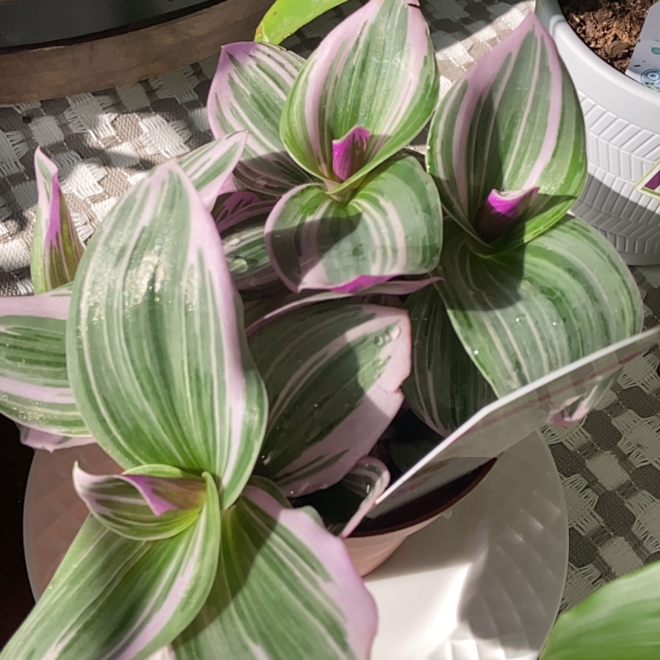 Tradescantia Bubblegum plant with vibrant green and pink variegated leaves.