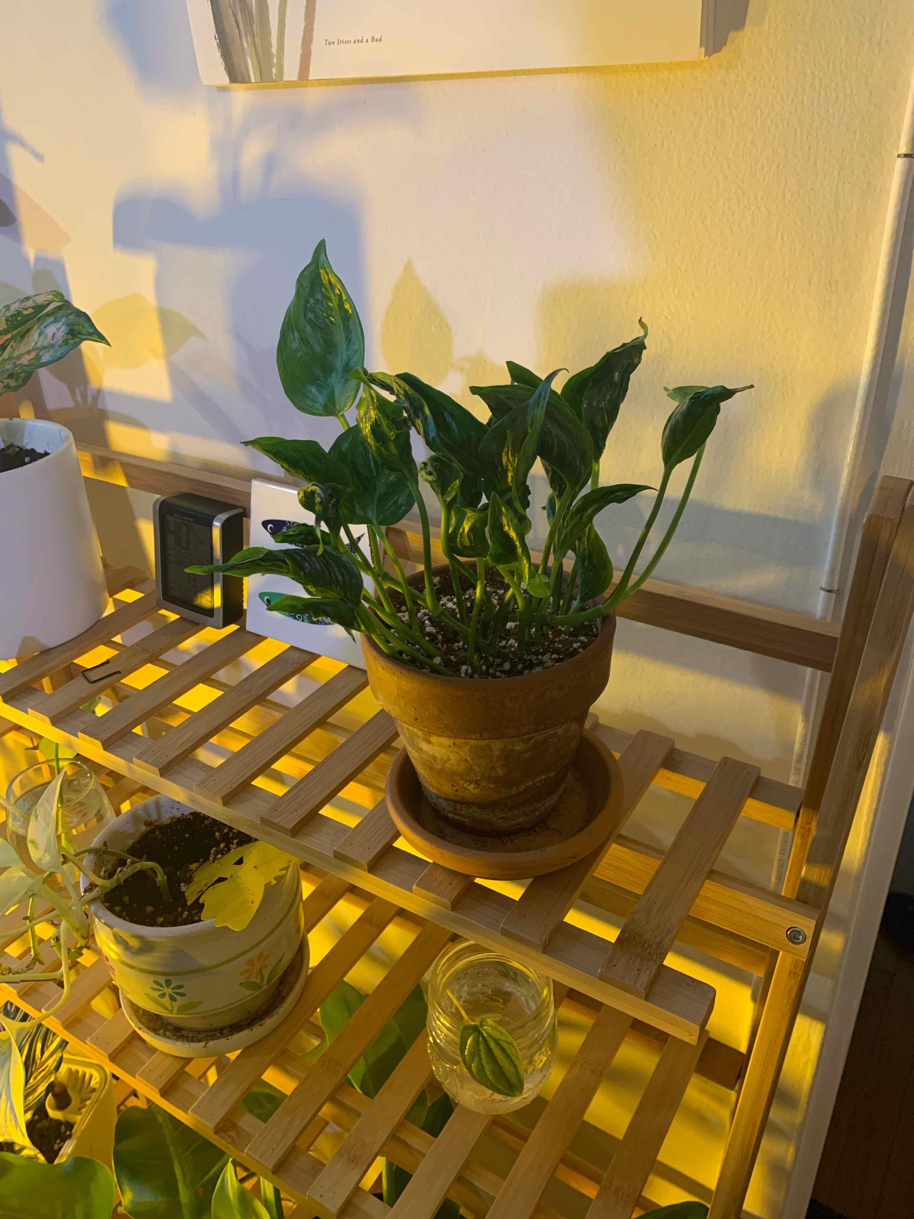 Pothos 'Shangri La' plant in a terracotta pot on a wooden shelf, healthy with visible soil.