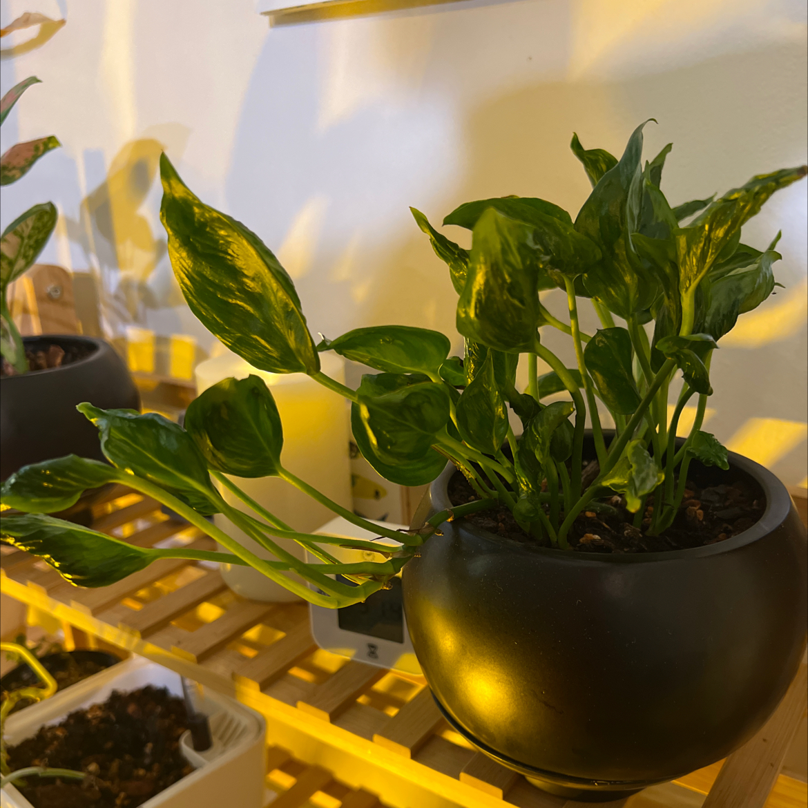 Pothos 'Shangri La' plant in a black pot with vibrant green leaves.