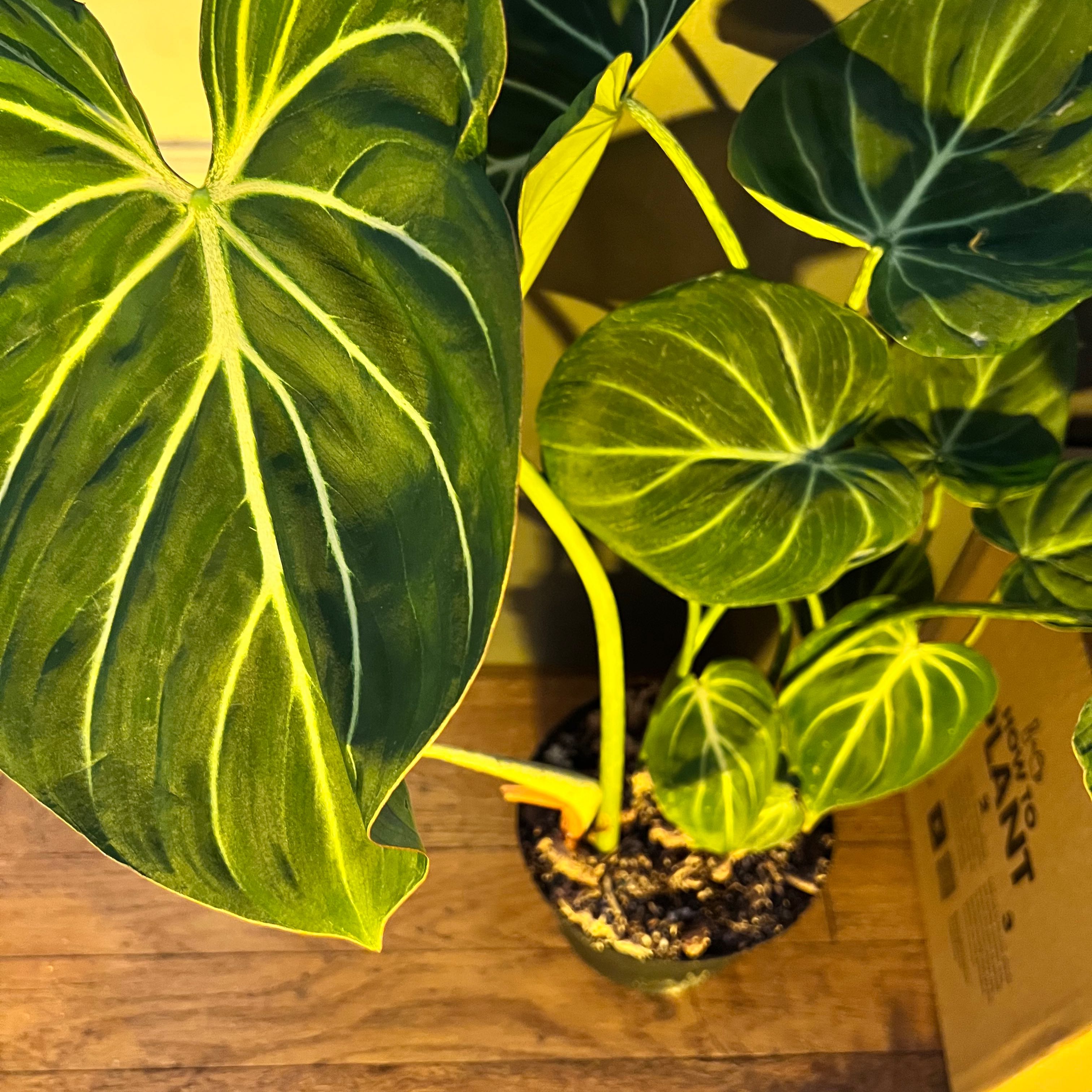 Philodendron gloriosum plant with large, heart-shaped leaves and prominent white veins.
