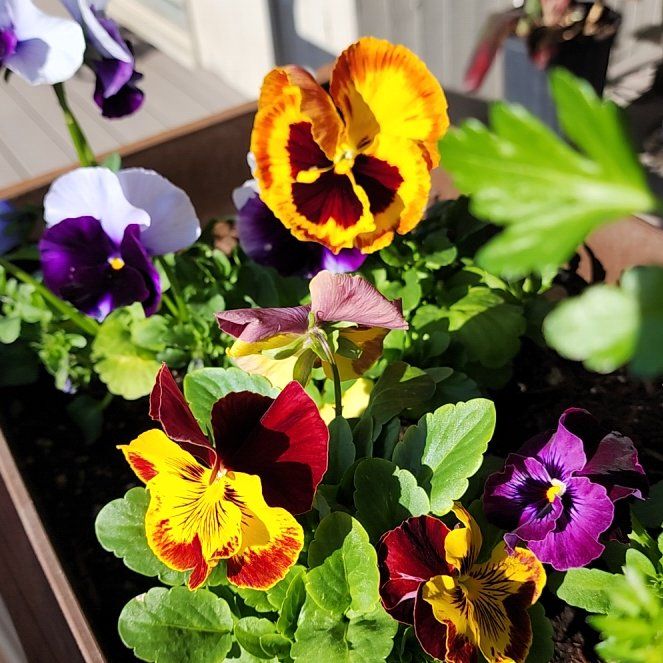Photo of the plant species Pansy by @GracedGalega named Doja Cat on Greg, the plant care app