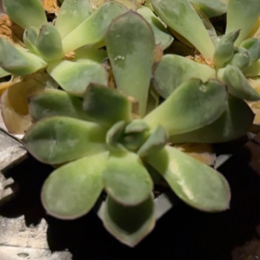 Photo of the plant species Echeveria pelusida 'Mexican Hat' by @RulerTigerpear named Remington on Greg, the plant care app