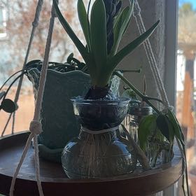 Photo of the plant species Blue Hyacinth Lilac by @MagneticTievine named Surya on Greg, the plant care app