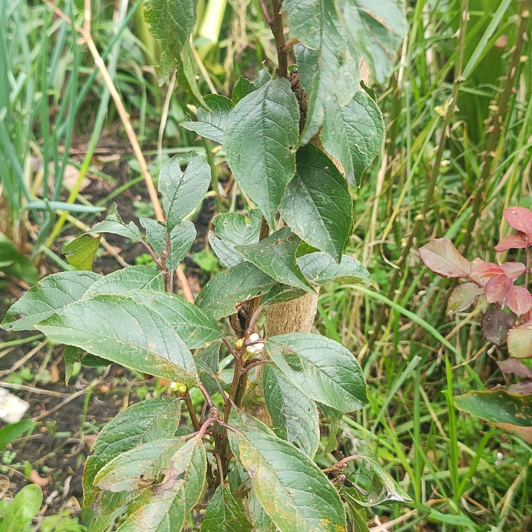 🍑 Why Are My Plum Tree Leaves Mushy?
