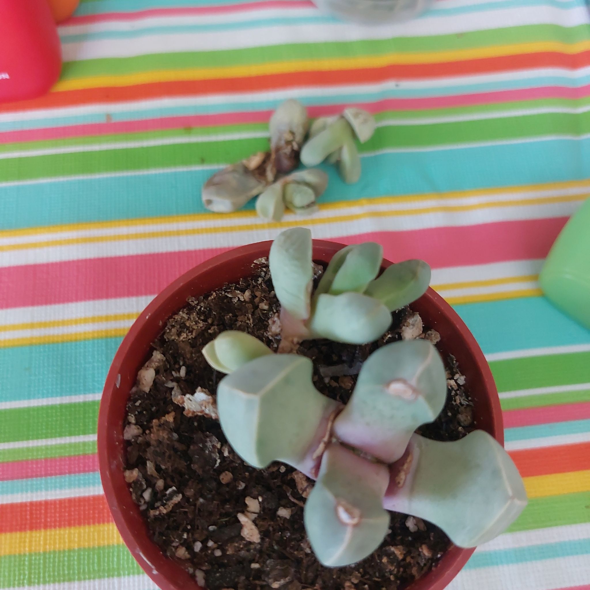 Photo of the plant species Mimicry Rock Plant by @HonorableLovage named Luna on Greg, the plant care app