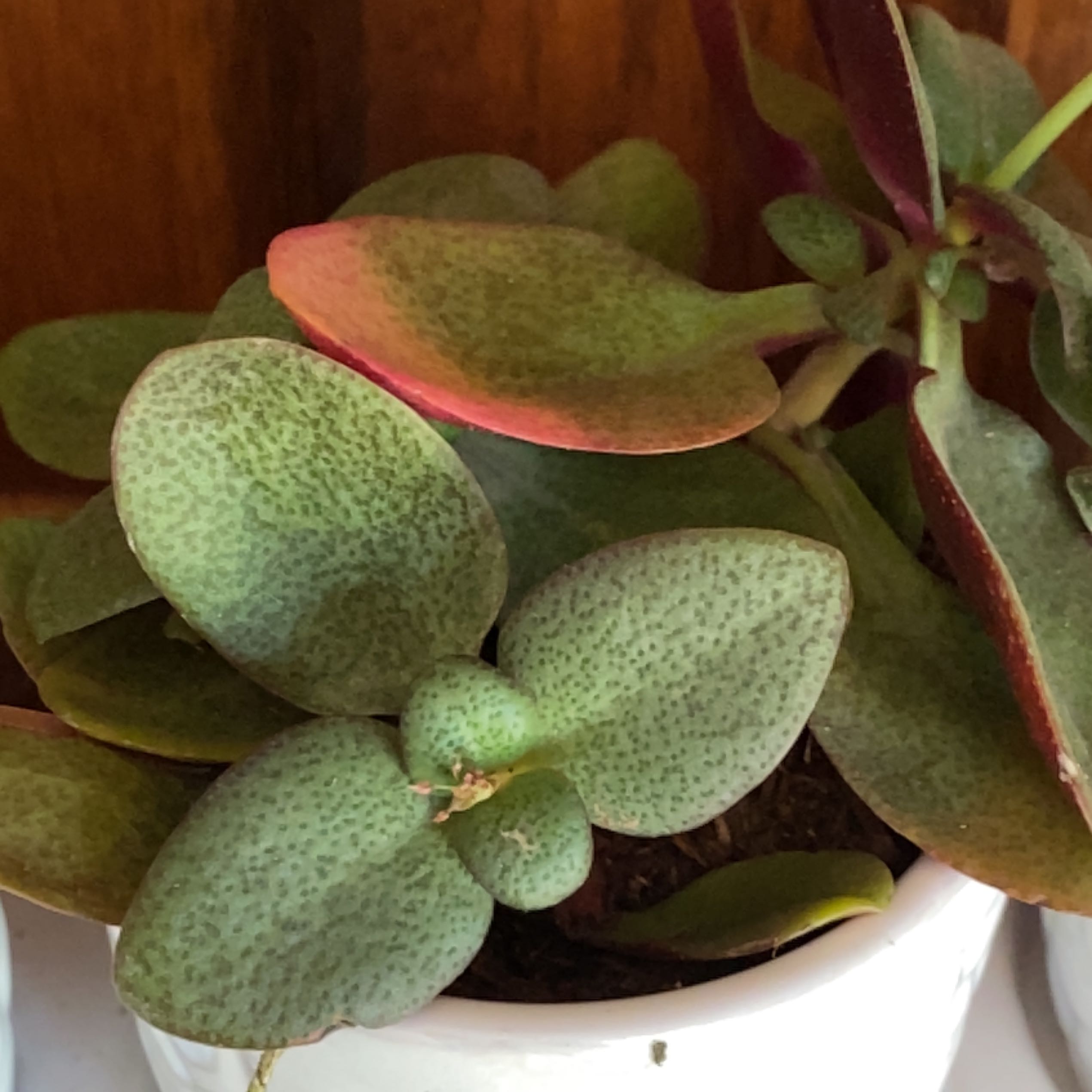 Fairy Crassula plant in a white pot with speckled leaves, some with a reddish hue.