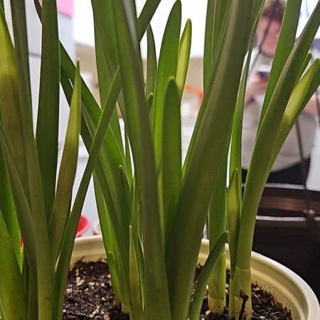 Photo of the plant species Daffodil by @CivilizedGray named Daffodil Jim on Greg, the plant care app