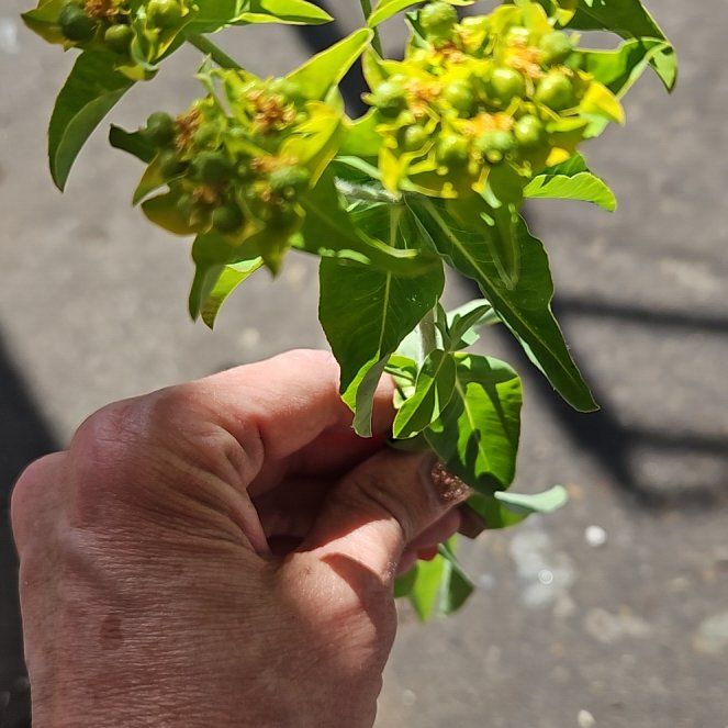 Photo of the plant species Cushion Spurge by @FineLuscious named Fernie Saunders on Greg, the plant care app