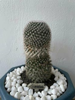 Spiny pincushion cactus plant