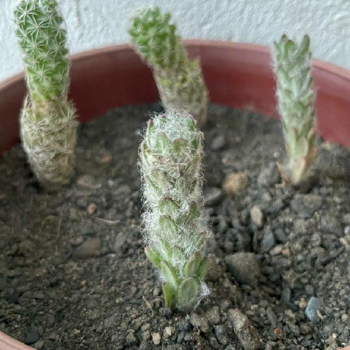 Photo of the plant species Hens and Chicks by @DjLion named Captain Plant-it on Greg, the plant care app