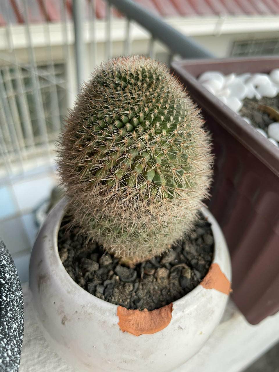 Silver Ball Cactus in a white pot with visible soil, well-framed and in focus.