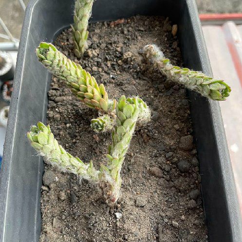 Photo of the plant species Hens and Chicks by @DjLion named Tupot amaroot on Greg, the plant care app