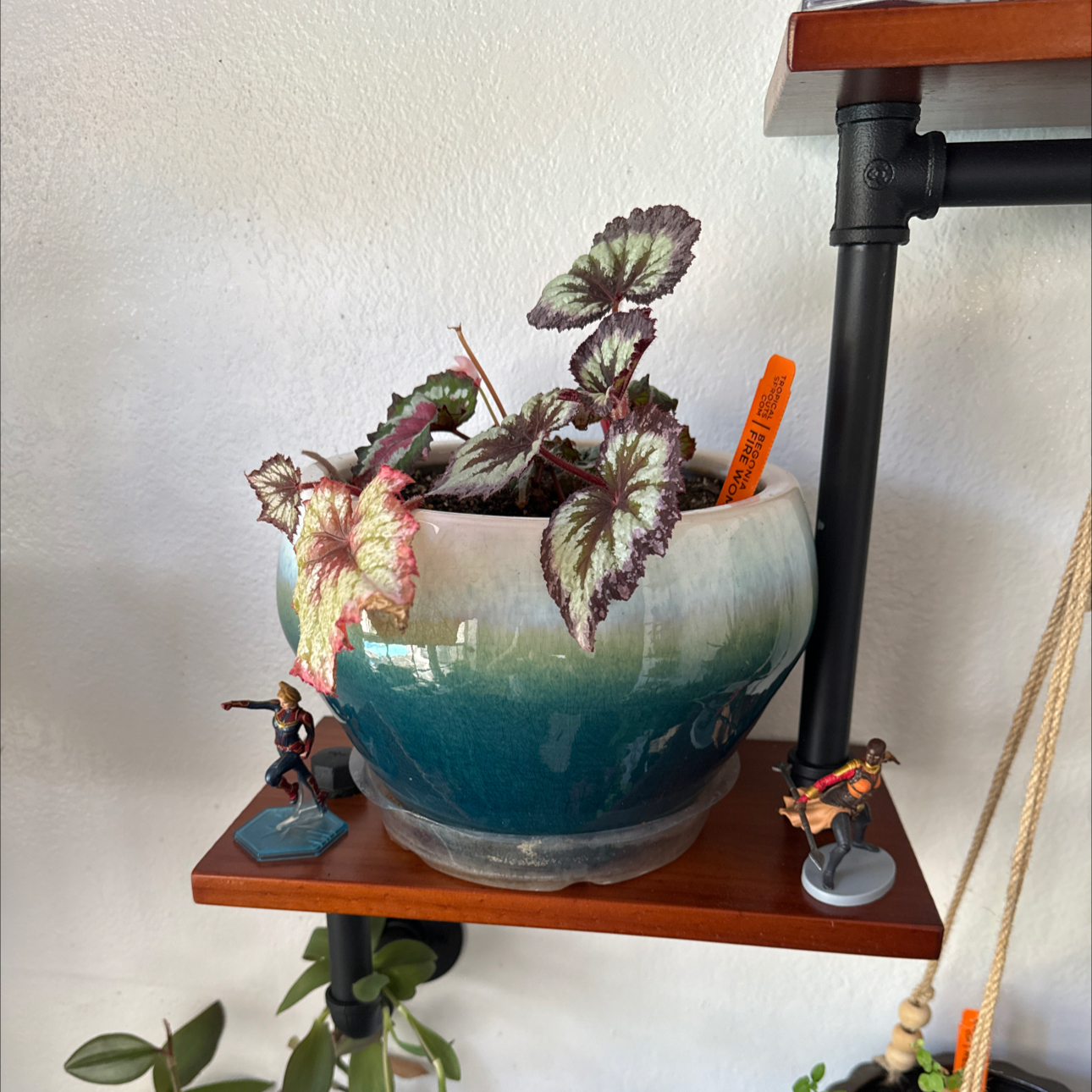 Photo of the plant species Harmony's Fire Woman Begonia by @ReallyAllspice named Fernie Mercury on Greg, the plant care app