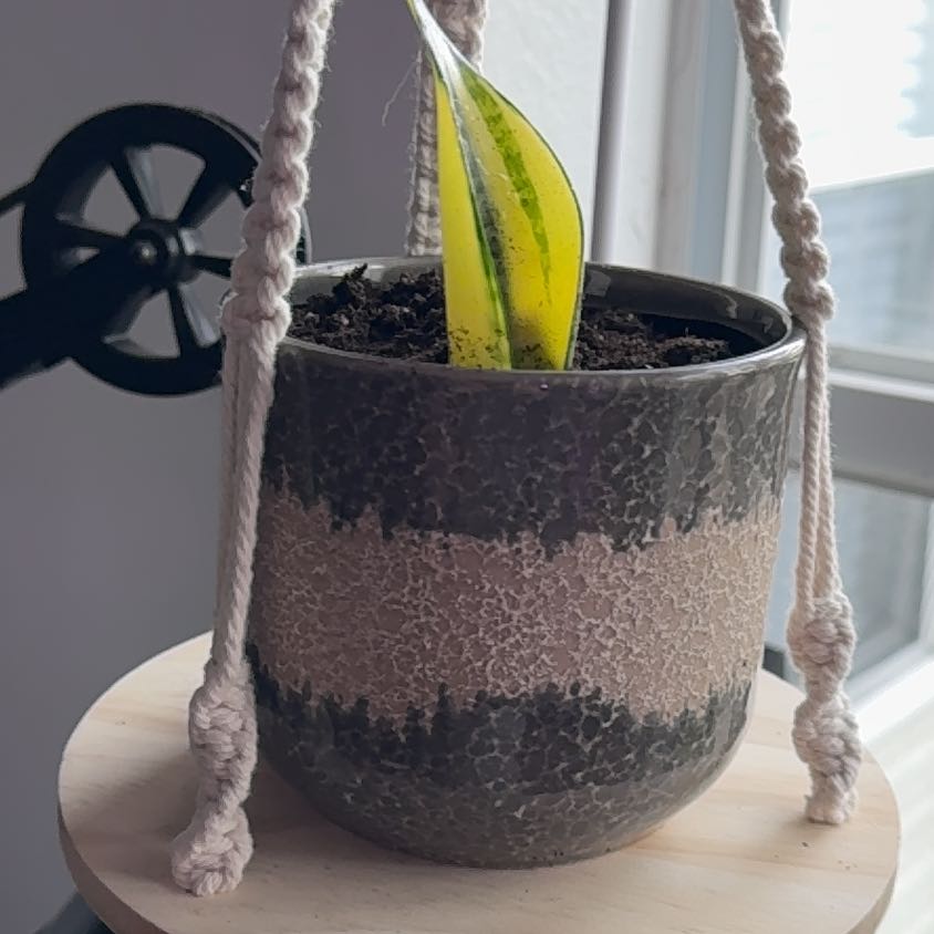 Plant care for Snake Plant on Greg, the plant care app