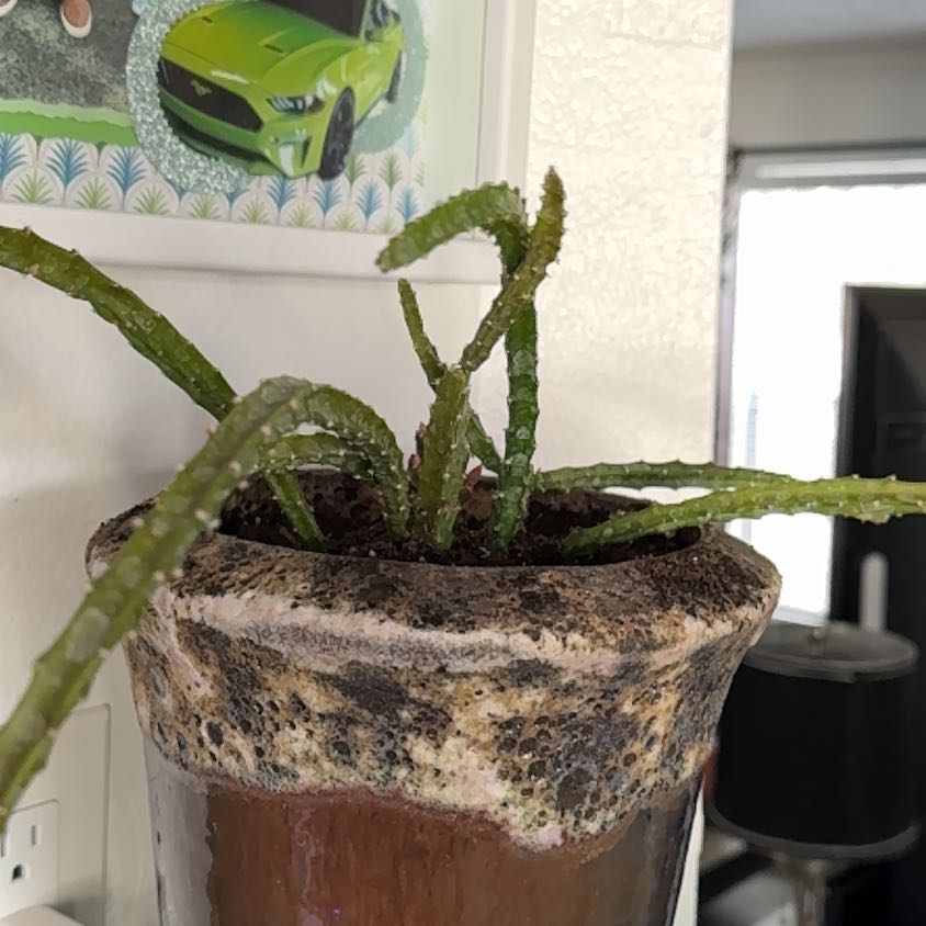 Photo of the plant species Aporophyllum 'Edna Bellamy by @ReallyAllspice named Drake on Greg, the plant care app