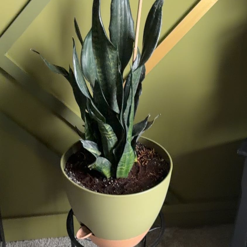 Photo of the plant species Sansevieria Black Dragon by @ReallyAllspice named Spike Leaves on Greg, the plant care app