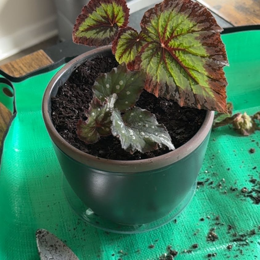 Photo of the plant species Polka Dot Begonia by @ReallyAllspice named Navajo on Greg, the plant care app
