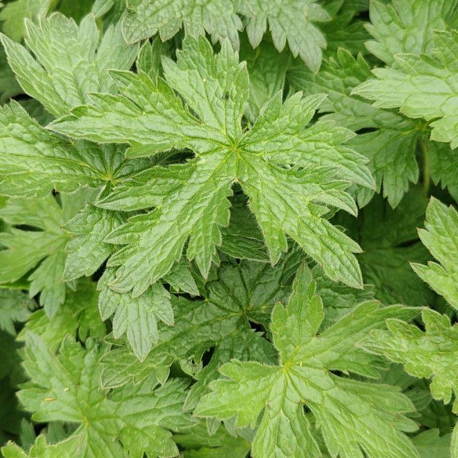 Photo of the plant species Wood Crane's-Bill by @CuriousBoneset named Huckleberry Fern on Greg, the plant care app