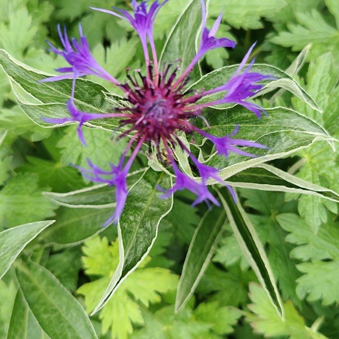 Photo of the plant species Mountain Bluet by @CuriousBoneset named Emerson on Greg, the plant care app