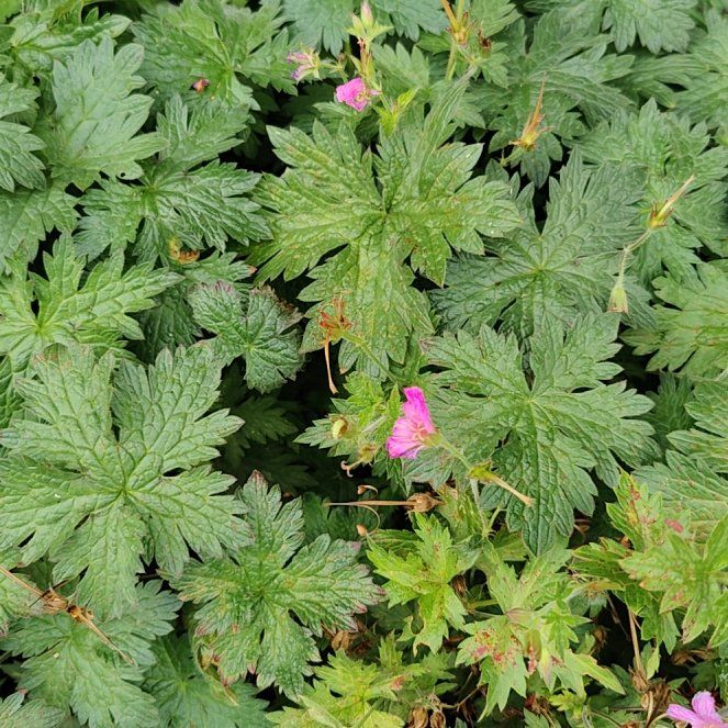 Photo of the plant species Wood Crane's-Bill by @CuriousBoneset named Fernie Mercury on Greg, the plant care app