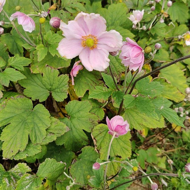 Photo of the plant species Eriocapitella hupehensis by @CuriousBoneset named James Dean on Greg, the plant care app