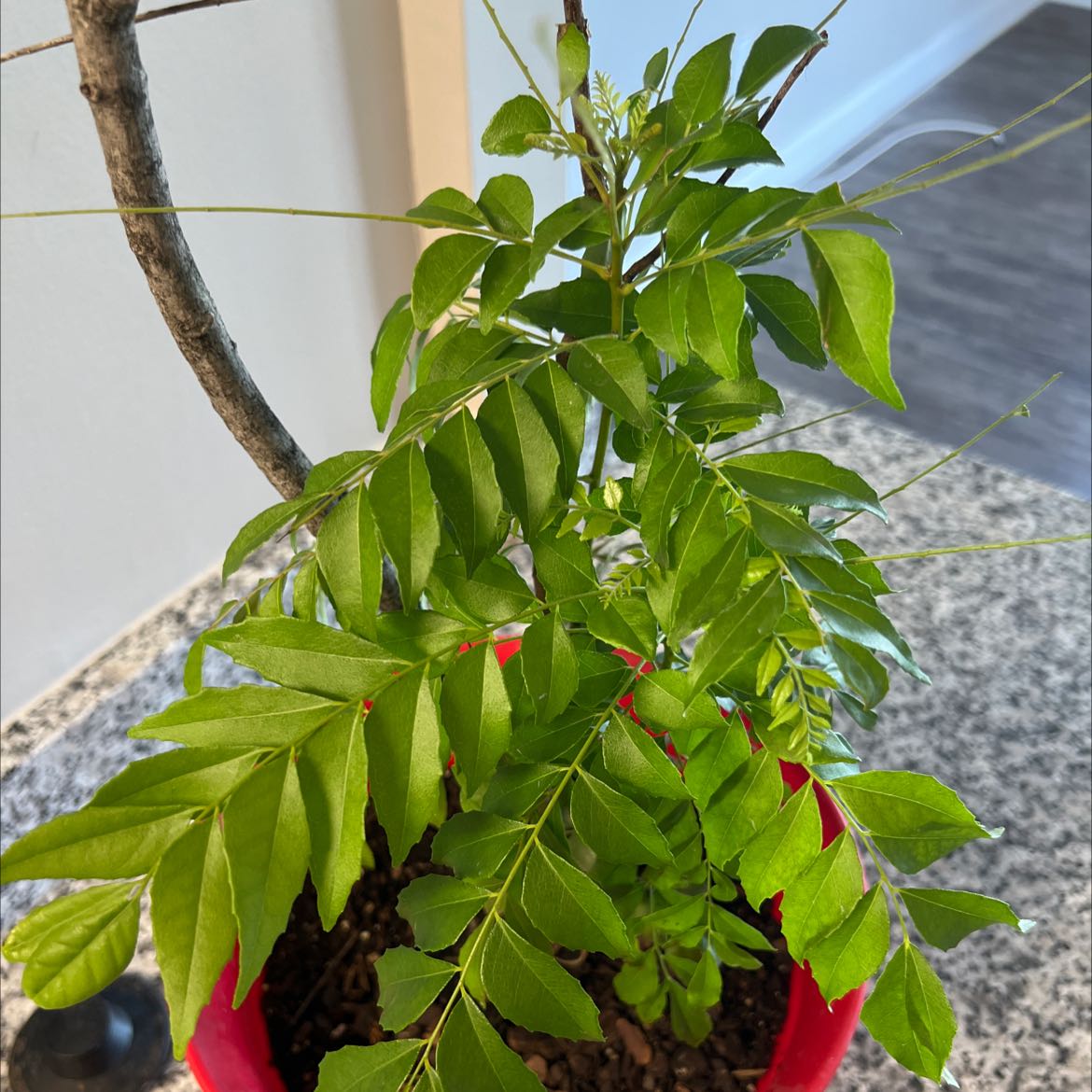 Curry Tree plant in a red pot with green healthy leaves.