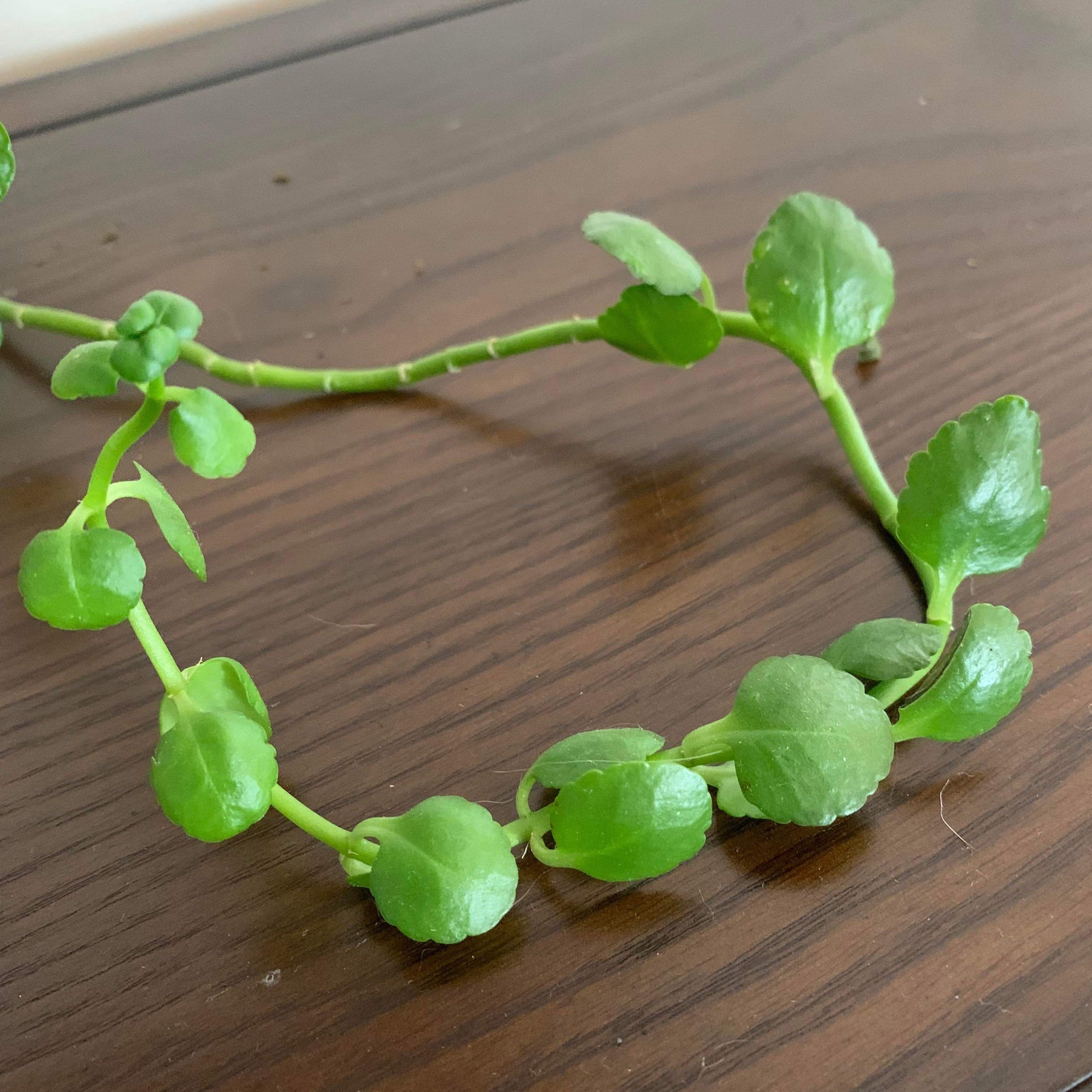 Creeping Groundsel plant with green, rounded leaves on a trailing stem.
