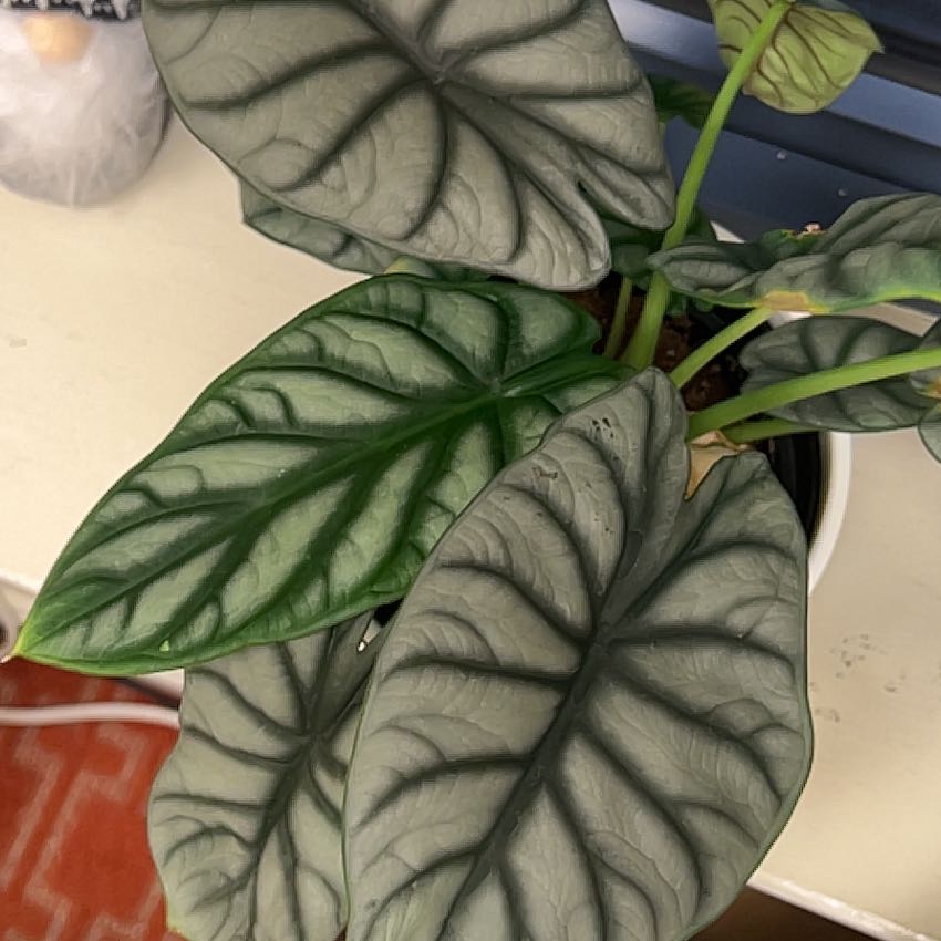 Alocasia 'Dragon Scale' plant with textured leaves in a pot.