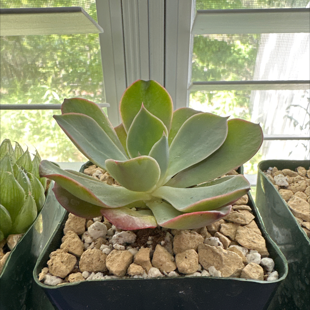 Raindrops Echeveria succulent in a pot with rocky soil, placed by a window.