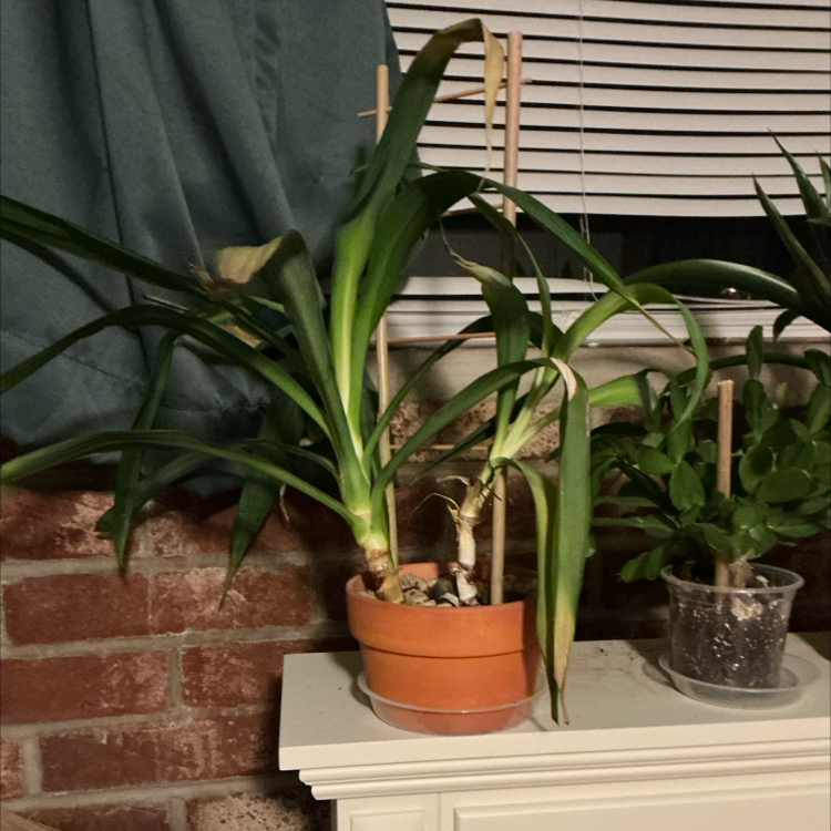 Yucca