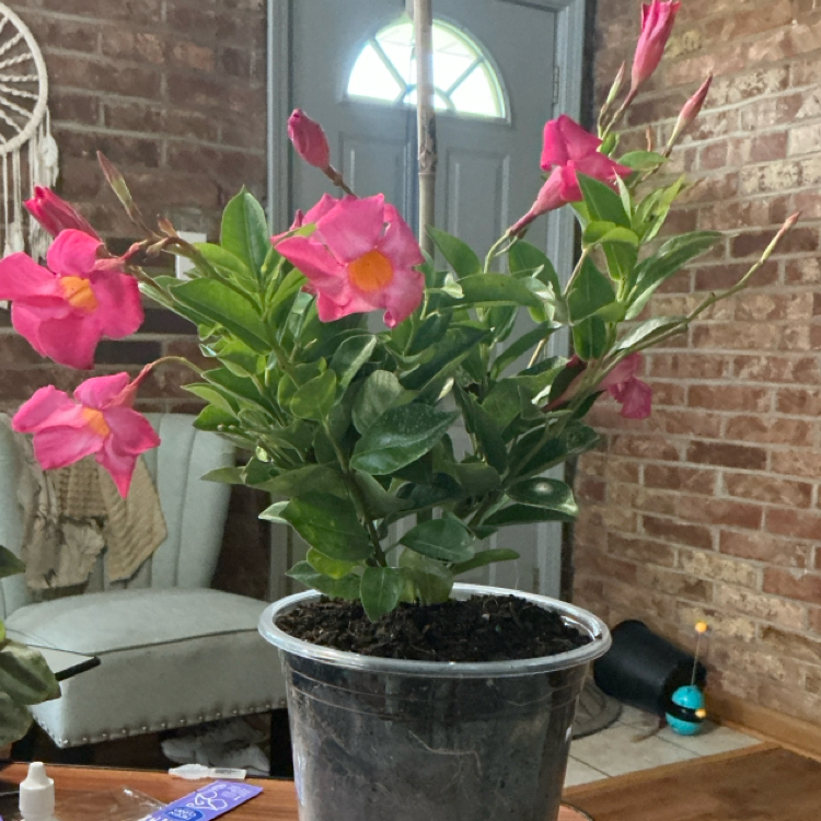 Jasmine
