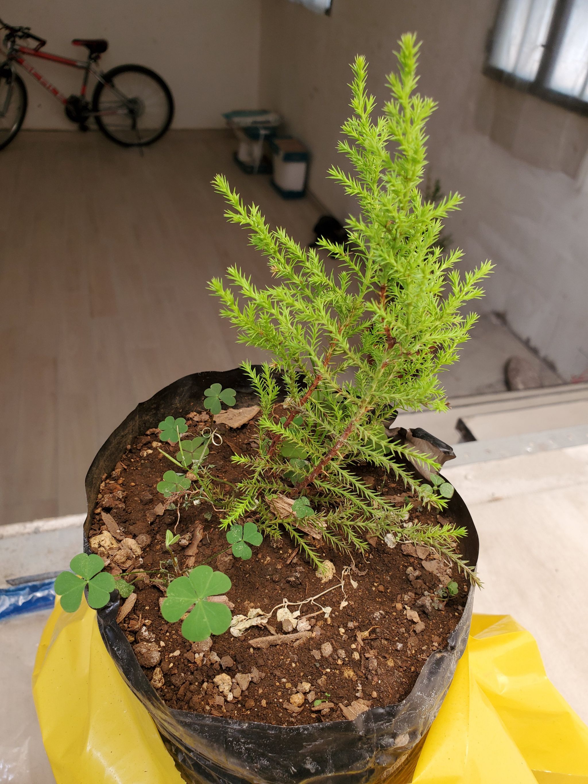 Photo of the plant species Monterey Cypress by @BuffScallions named Osmo on Greg, the plant care app