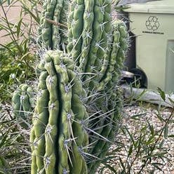 Toothpick Cactus plant