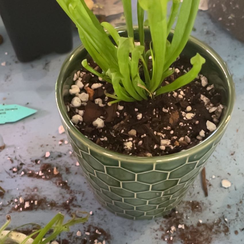 Potted Yellow Pitcher Plant with green leaves in a ceramic pot, visible soil and perlite.