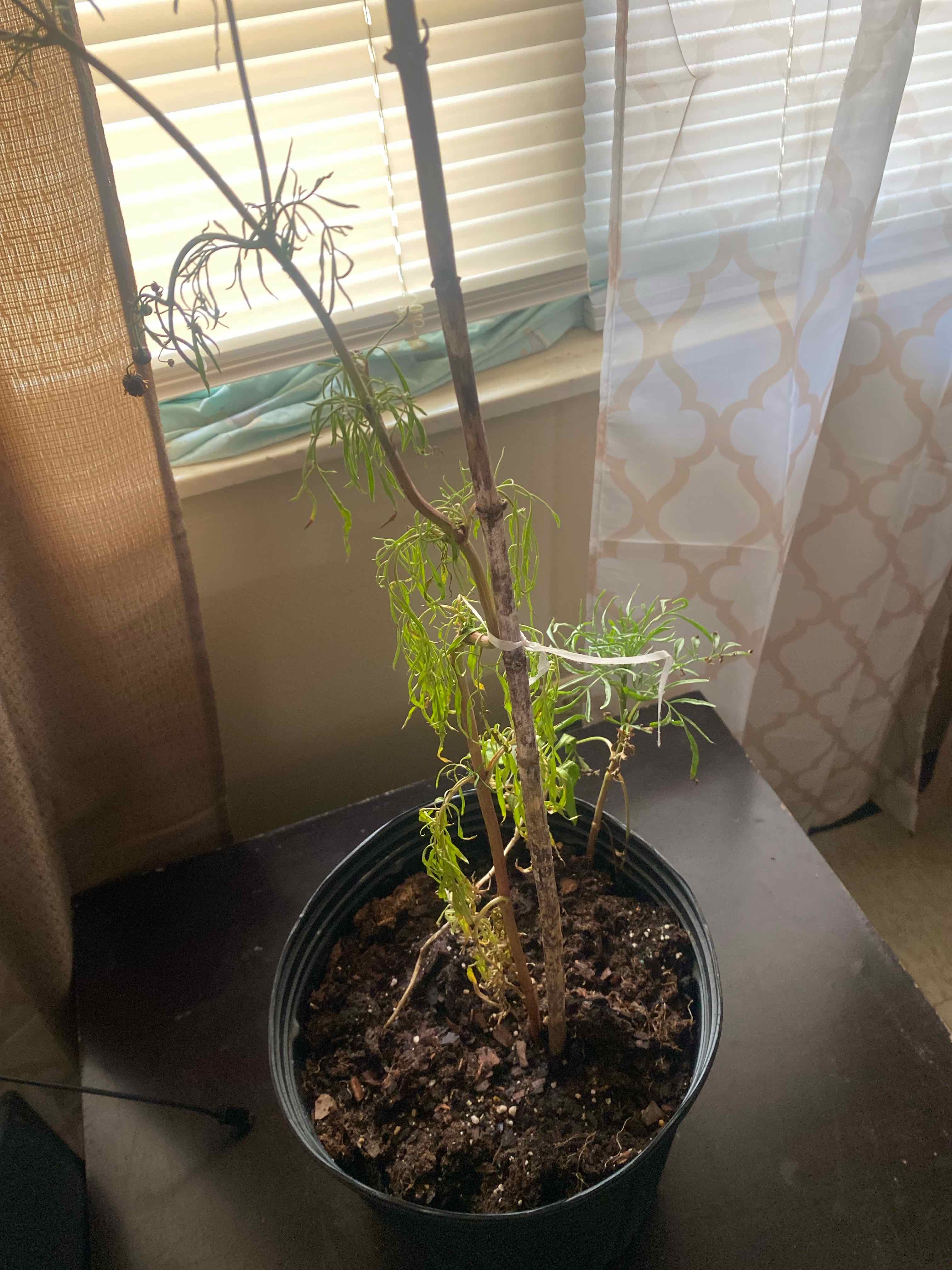 Potted Atkinson's Tickseed plant indoors near a window, with some yellowing leaves.