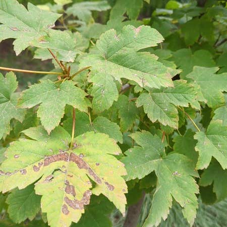 Photo of the plant species Sycamore Maple by @HipChiotilla named Aria on Greg, the plant care app