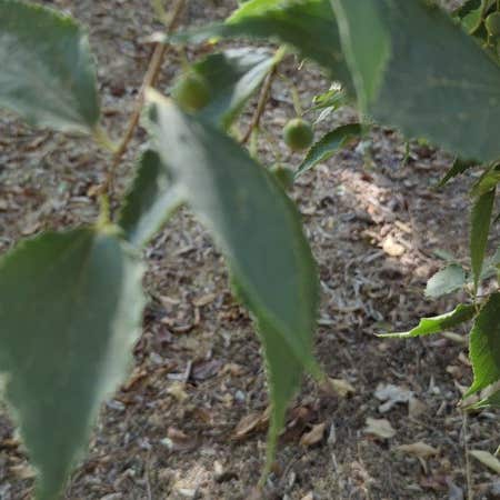 Photo of the plant species European Hackberry by @HipChiotilla named Morgan Treeman on Greg, the plant care app