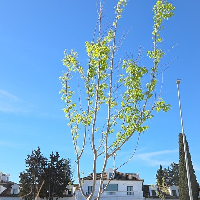 Photo of the plant species Black Poplar by @PoetCapeweed named Nemo on Greg, the plant care app
