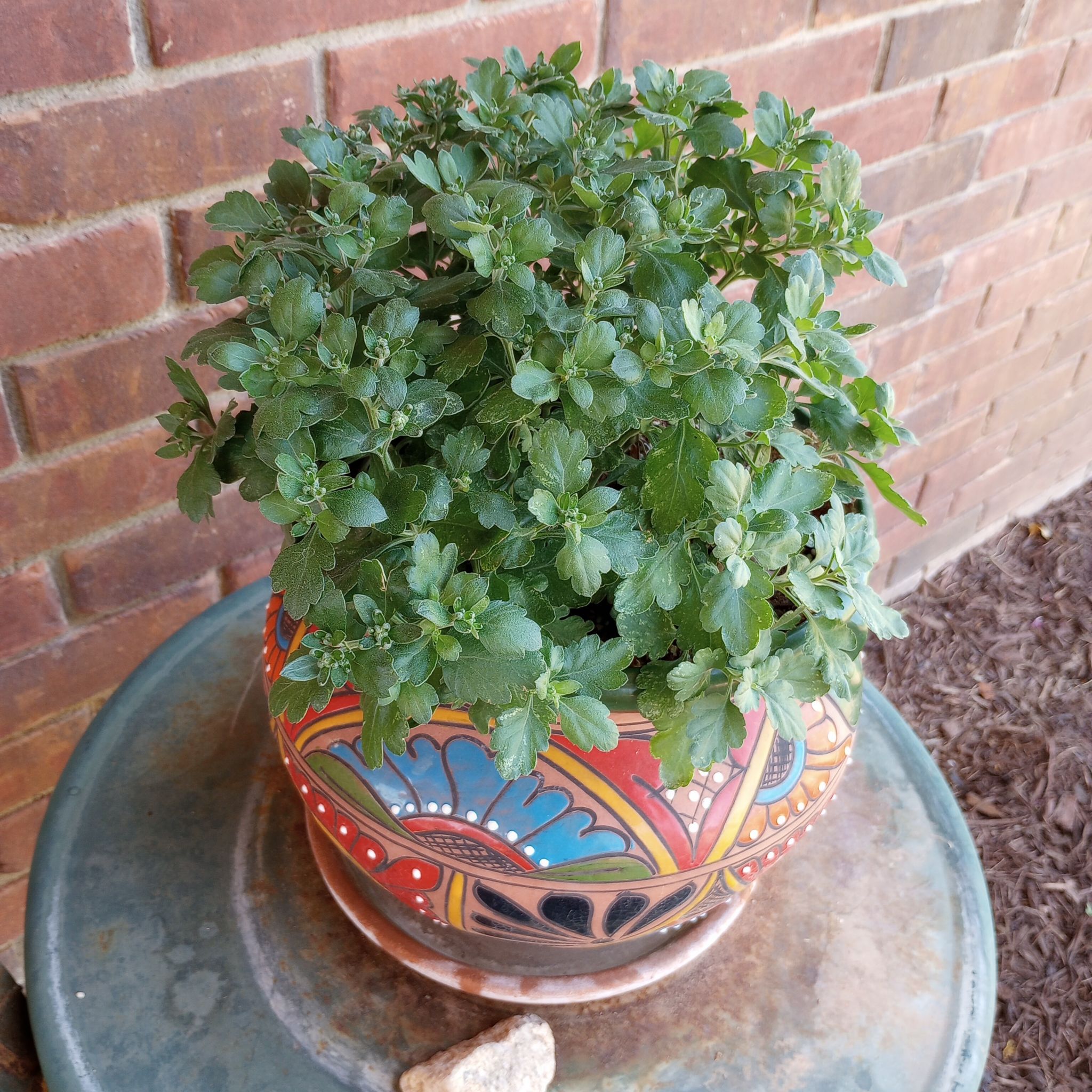 A healthy potted Chrysanthemum plant with green foliage, placed on a circular surface against a brick wall.