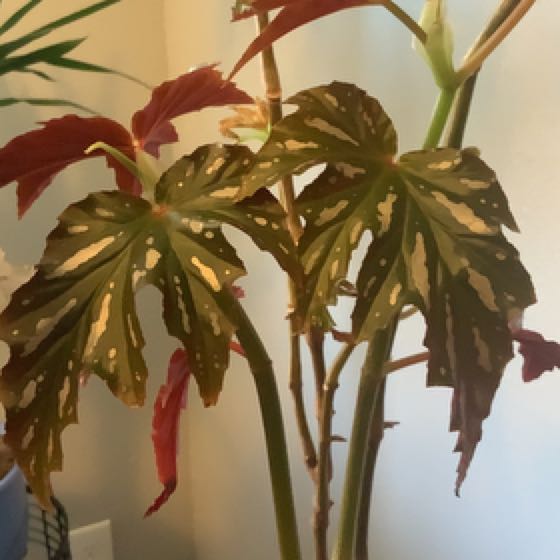 Photo of the plant species Begonia 'Sophia' by @HappyIvygourd named Miley on Greg, the plant care app