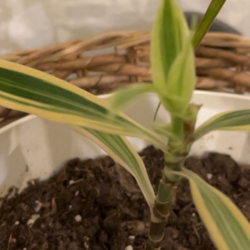 Photo of the plant species Song of India by @Lucently named Dracena on Greg, the plant care app