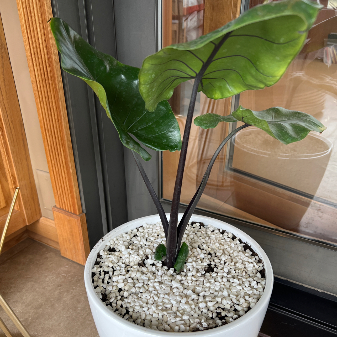 Photo of the plant species Black Stem Elephant Ear by @CoolChinotto named Aria on Greg, the plant care app