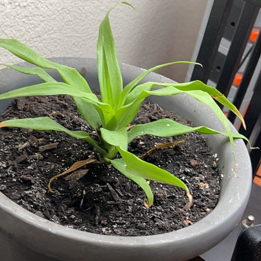 Photo of the plant species White Jade Pineapple by @PerkyDevilsivy named Rosa on Greg, the plant care app