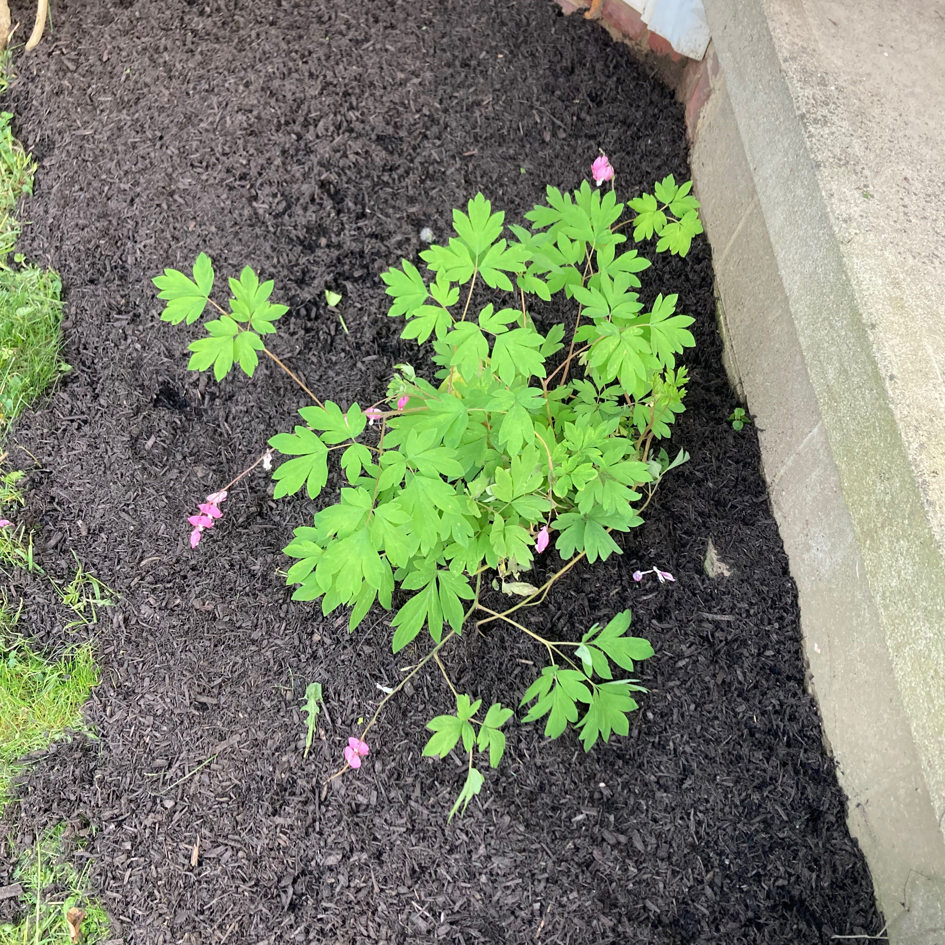 Asian Bleeding-Heart plant with green leaves and pink flowers in a garden bed with dark mulch.