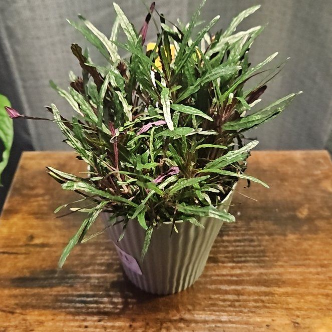 Photo of the plant species Dragon's Tongue by @WandrngDudette named Stella on Greg, the plant care app