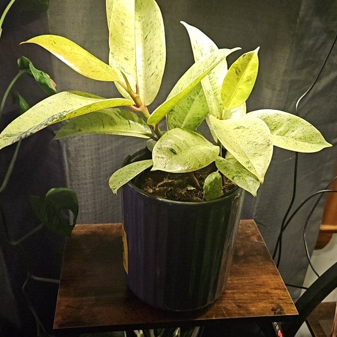 Photo of the plant species Ficus by @WandrngDudette named Bieber on Greg, the plant care app